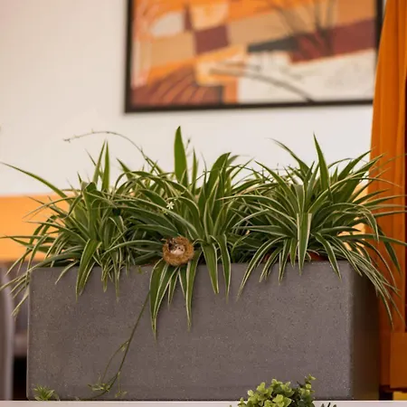 Center Appartement *