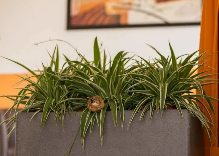 Center Appartamento *